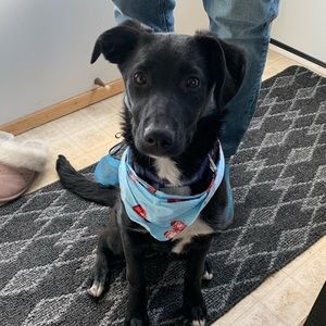 Meet your Posher, Rob